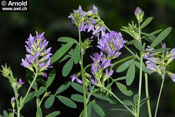 Luzerne (Medicago sativa)