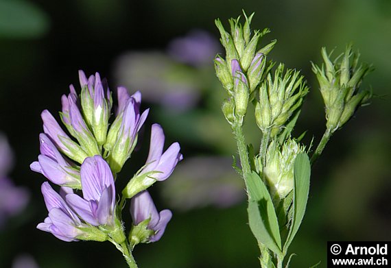 Medicago sativa - Luzerne, Alfalfa