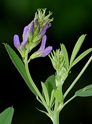 Medicago sativa - Luzerne, Alfalfa