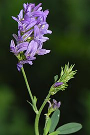 Medicago sativa - Luzerne, Alfalfa