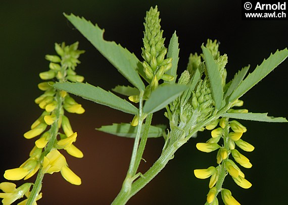 Steinklee, Honigklee - Melilotus officinalis