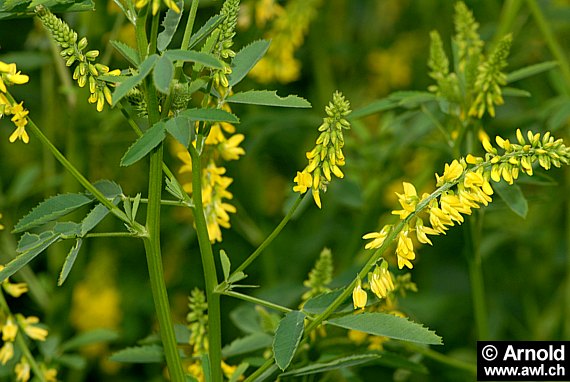 Honigklee (Melilotus officinalis)