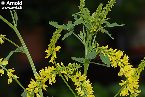 Melilotus officinalis - Echter Steinklee