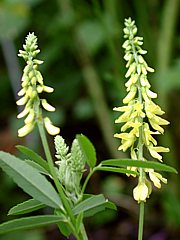 Melilotus officinalis - Honigklee