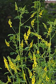 Melilotus officinalis - Echter Steinklee