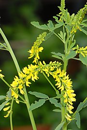 Melilotus officinalis - Honigklee