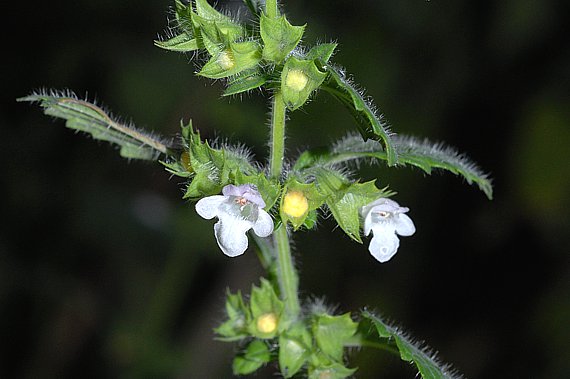 Blühende Melisse