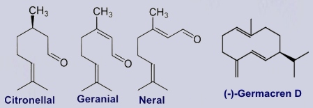 Inhaltsstoffe Melisse: Citronellal, Germacren