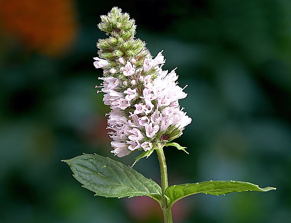 Pfefferminze - Pflanze mit Blüte