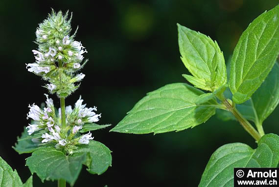 Pfefferminze mit Blüte