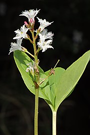 Fieberklee - Menyanthes trifoliata