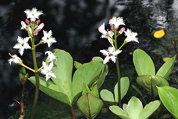 Fieberklee (Menyanthes trifoliata)