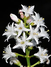 Fieberklee - Menyanthes trifoliata