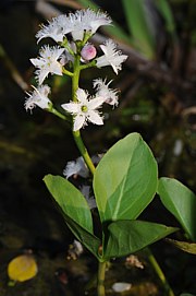 Fieberklee - Menyanthes trifoliata