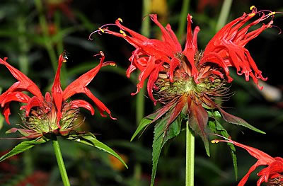 Goldmelisse-Pflanzen - (Monarda didyma)