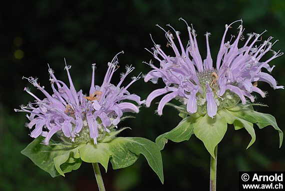 Monarda didyma - Goldmelisse (Wildform)