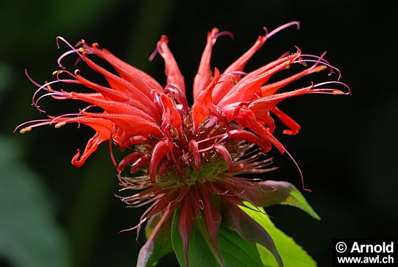 Monarda didyma - Goldmelisse