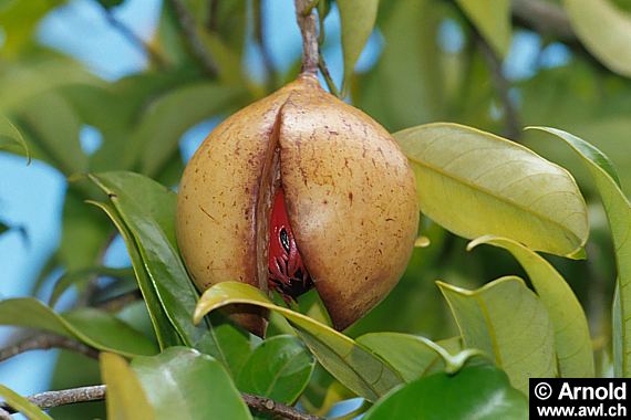 Muskatnussbaum, Muskatnuss - Myristica fragrans