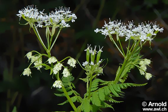 Myrrhis odorata - Süssdolde