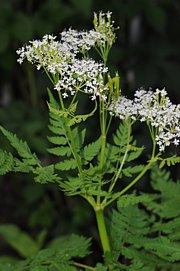 Myrrhis odorata - Süssdolde