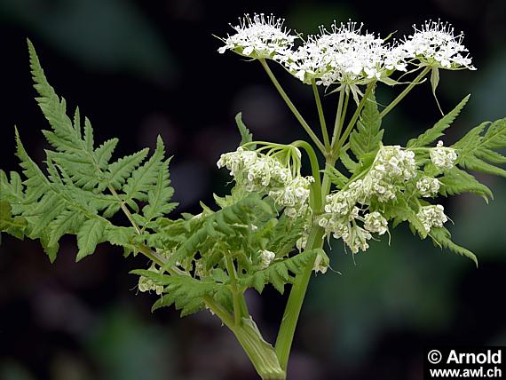 Myrrhis odorata - Süssdolde