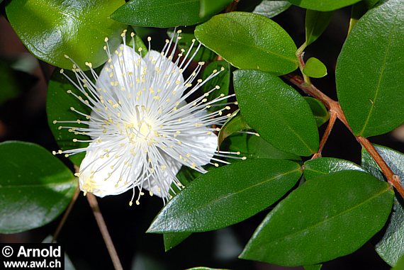 Myrte mit Blüte und Blättern