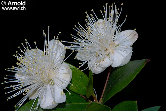 Echte Myrte (Braut-Myrte) - Myrtus communis