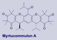 Myrtucommulon A