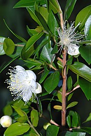 Myrtus communis - Echte Myrte