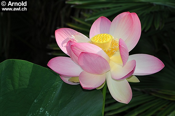 Nelumbo nucifera - Lotosblume