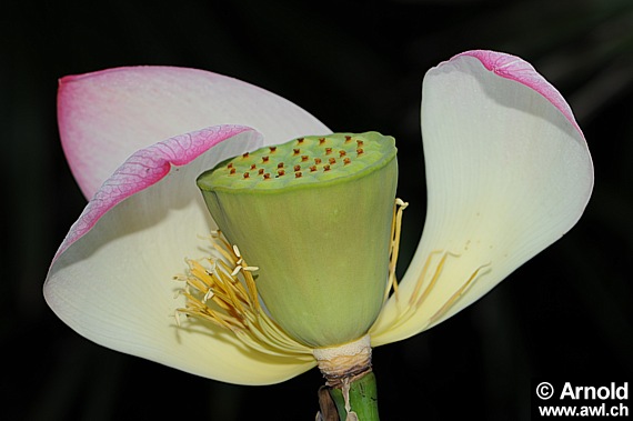 Nelumbo nucifera - Lotosblume