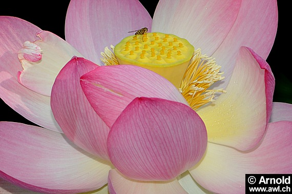 Nelumbo nucifera - Lotosblume