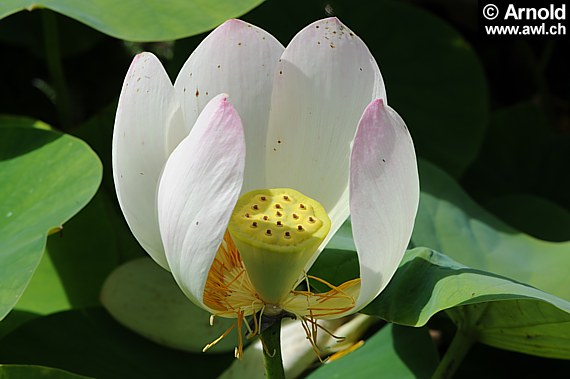 Nelumbo nucifera - Lotosblume