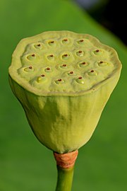 Nelumbo nucifera - Lotosblume