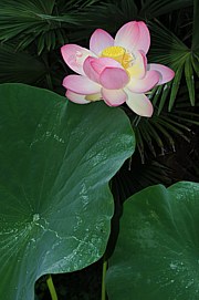 Nelumbo nucifera - Lotosblume