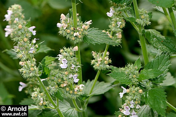 Nepeta cataria - Katzenminze, Steinmelisse