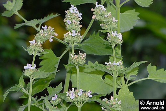 Nepeta cataria - Echte Katzenminze, Steinmelisse