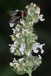 Nepeta cataria - Katzenminze, Steinmelisse