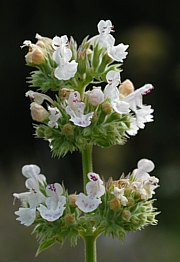 Nepeta cataria - Katzenminze, Steinmelisse