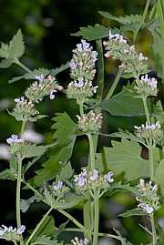 Nepeta cataria - Katzenminze, Steinmelisse