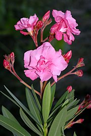 Nerium oleander - Oleander