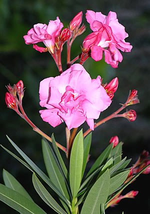 Oleander