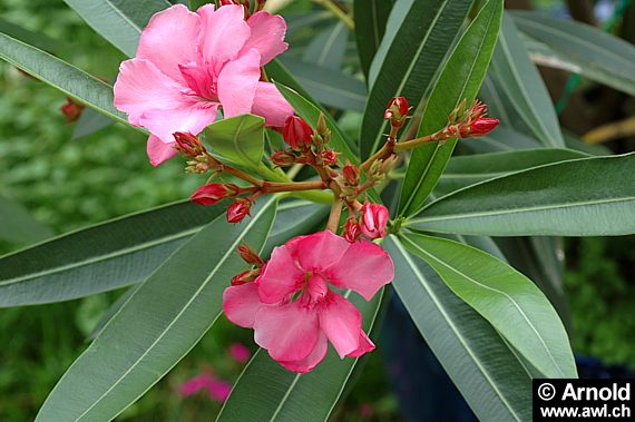 Oleander