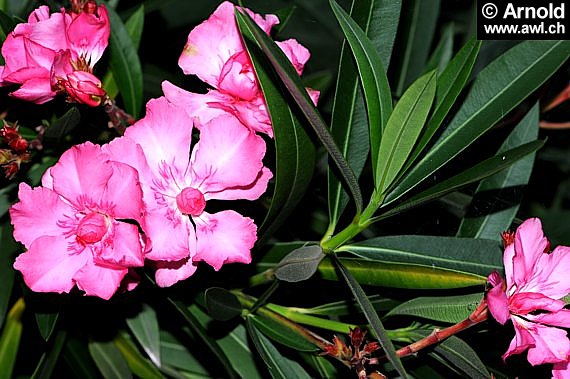 Nerium oleander - Oleander