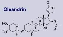 Oleandrin - Inhaltsstoff des Oleanders