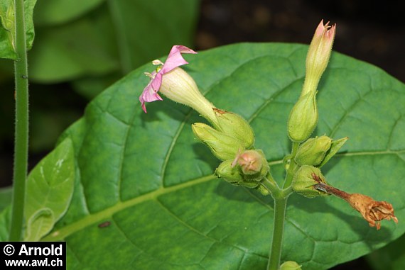 Nicotiana tabacum - Tabak