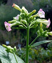 Nicotiana tabacum - Tabak