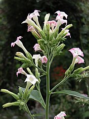 Nicotiana tabacum - Tabak