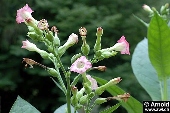 Nicotiana tabacum - Tabak