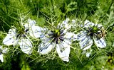 Echter Schwarzkümmel (Nigella sativa)